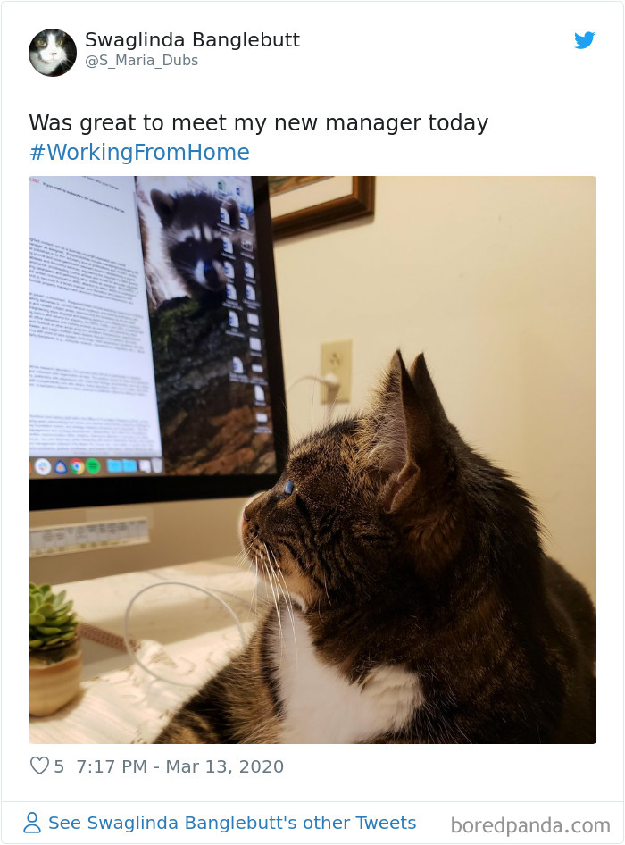 Pet-Coworkers-Quarantine