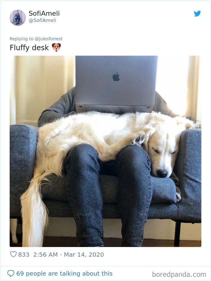 Person working from home on a laptop with a large white dog sleeping on their lap in a cozy workspace setup.