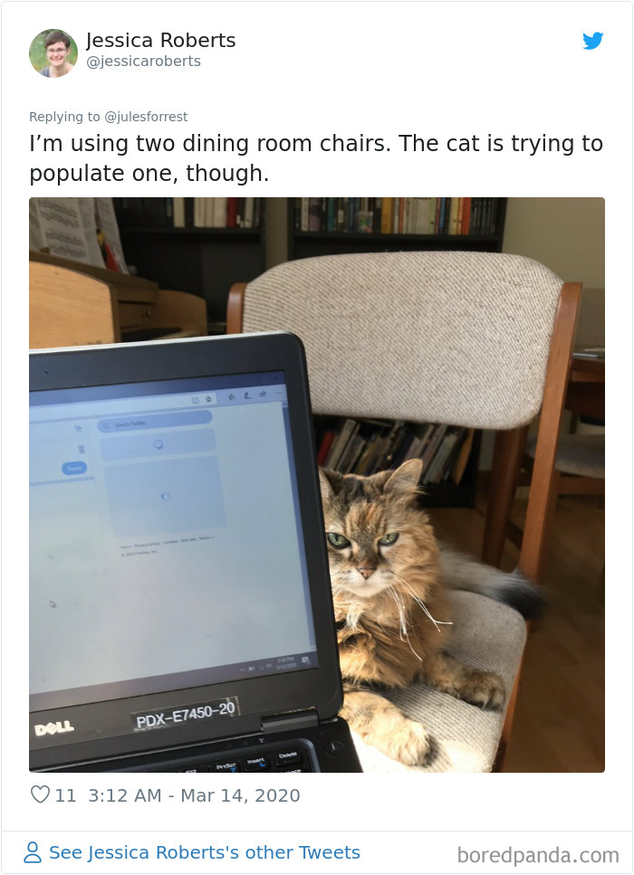 Casual work from home setup with two dining chairs and a cat sitting on one, showing real remote work life.