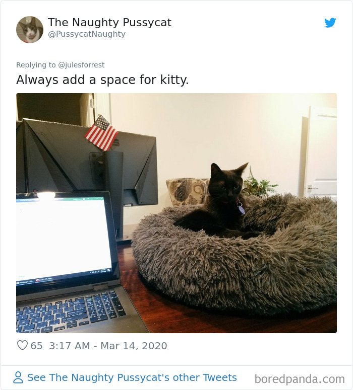 Black cat resting in a fluffy bed beside a laptop and monitor showing the reality of working from home workspace setups.