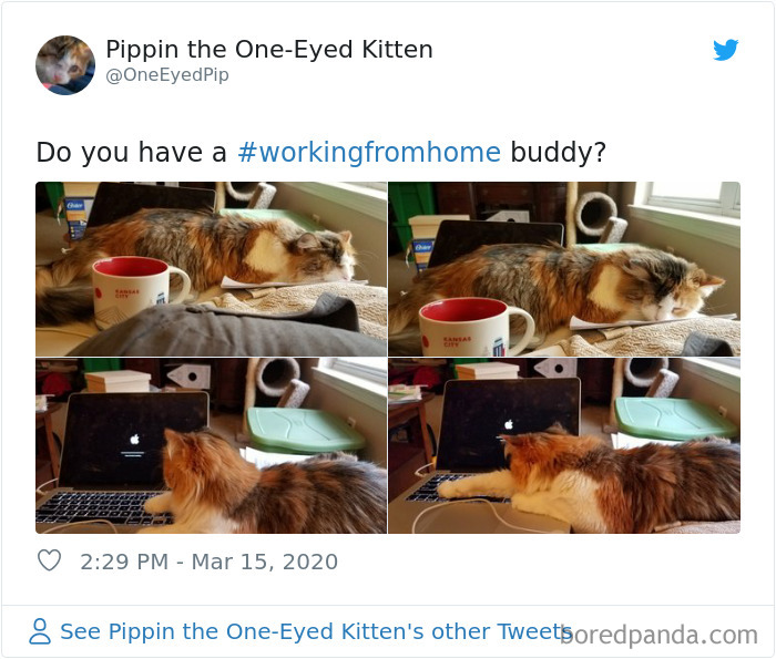 Pet-Coworkers-Quarantine