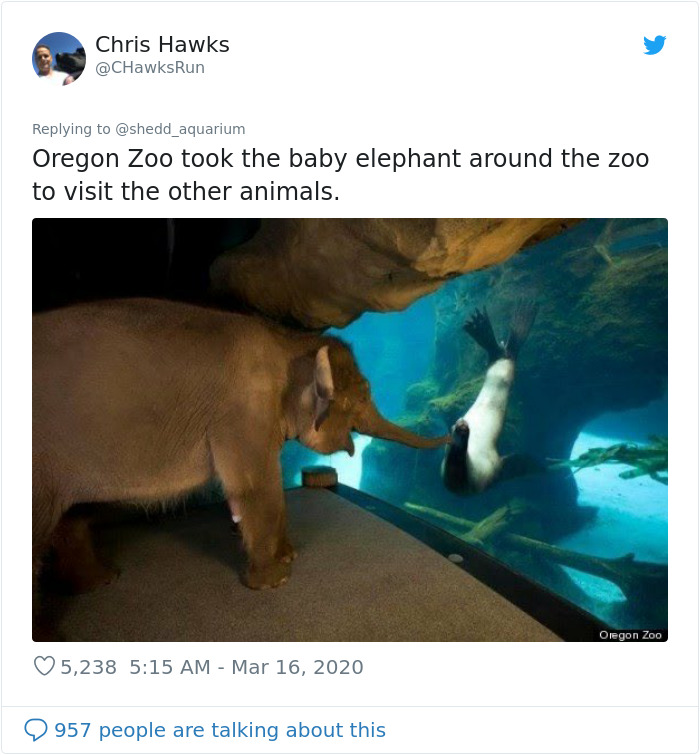 After Closing Down, This Aquarium Lets Its Penguins Go On A 'Field Trip' After Closing Down, This Aquarium Lets Its Penguins Go On A 'Field Trip'