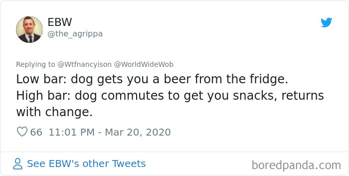 This Quarantined Guy Sends His Dog On A Mission To Buy Cheetos And He Delivers This Quarantined Guy Sends His Dog On A Mission To Buy Cheetos And He Delivers