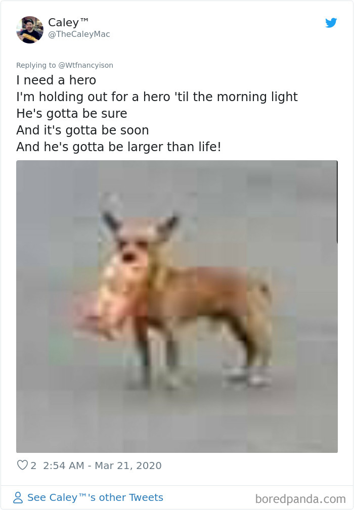 This Quarantined Guy Sends His Dog On A Mission To Buy Cheetos And He Delivers This Quarantined Guy Sends His Dog On A Mission To Buy Cheetos And He Delivers