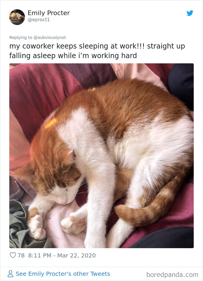 Working-From-Home-Quarantine-Pet-Co-Worker-Photos