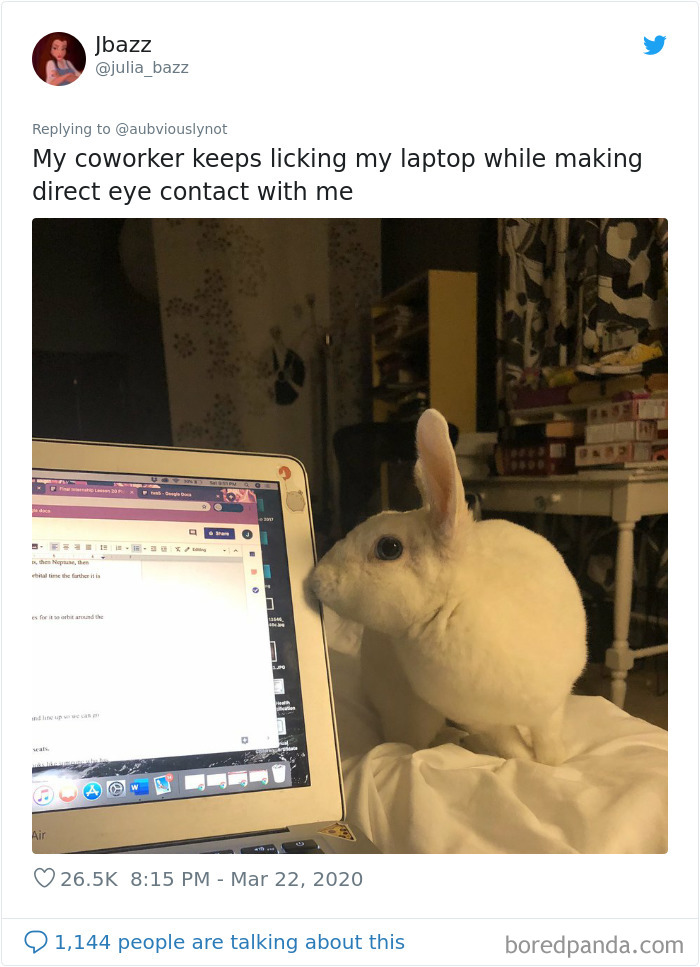 Working-From-Home-Quarantine-Pet-Co-Worker-Photos