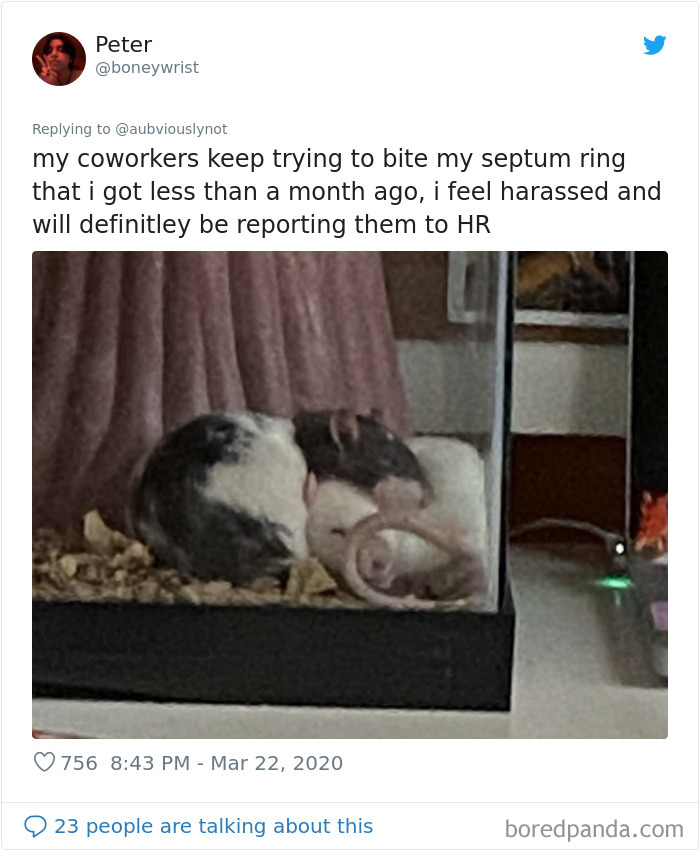 Working-From-Home-Quarantine-Pet-Co-Worker-Photos