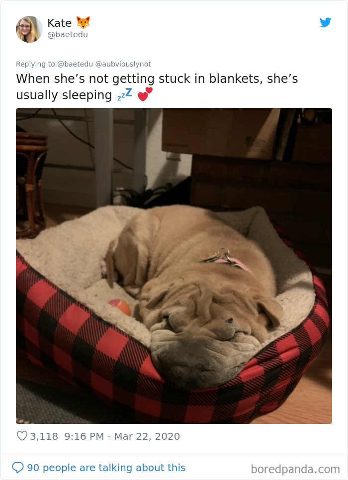 Working-From-Home-Quarantine-Pet-Co-Worker-Photos