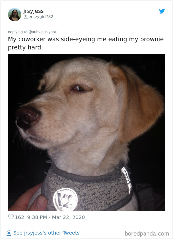 Working-From-Home-Quarantine-Pet-Co-Worker-Photos