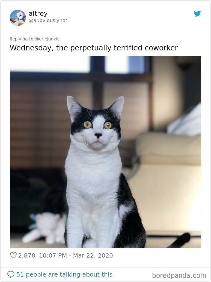 Working-From-Home-Quarantine-Pet-Co-Worker-Photos