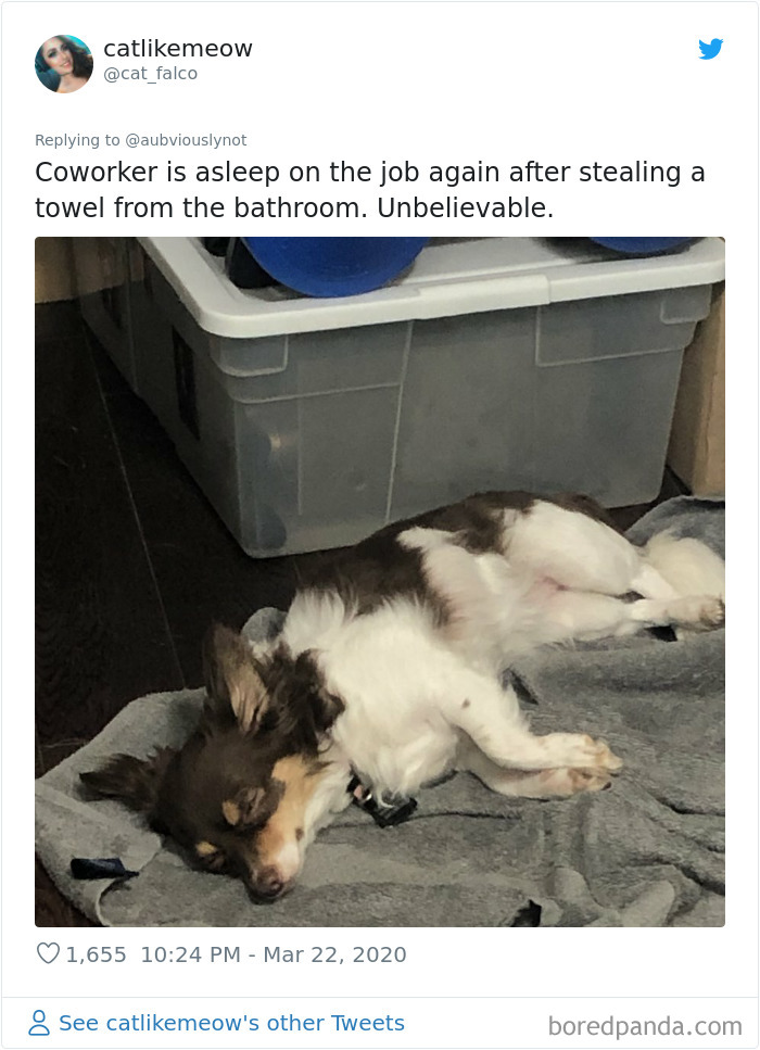 Working-From-Home-Quarantine-Pet-Co-Worker-Photos