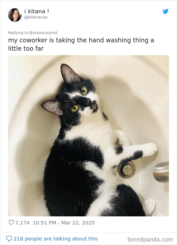 Working-From-Home-Quarantine-Pet-Co-Worker-Photos