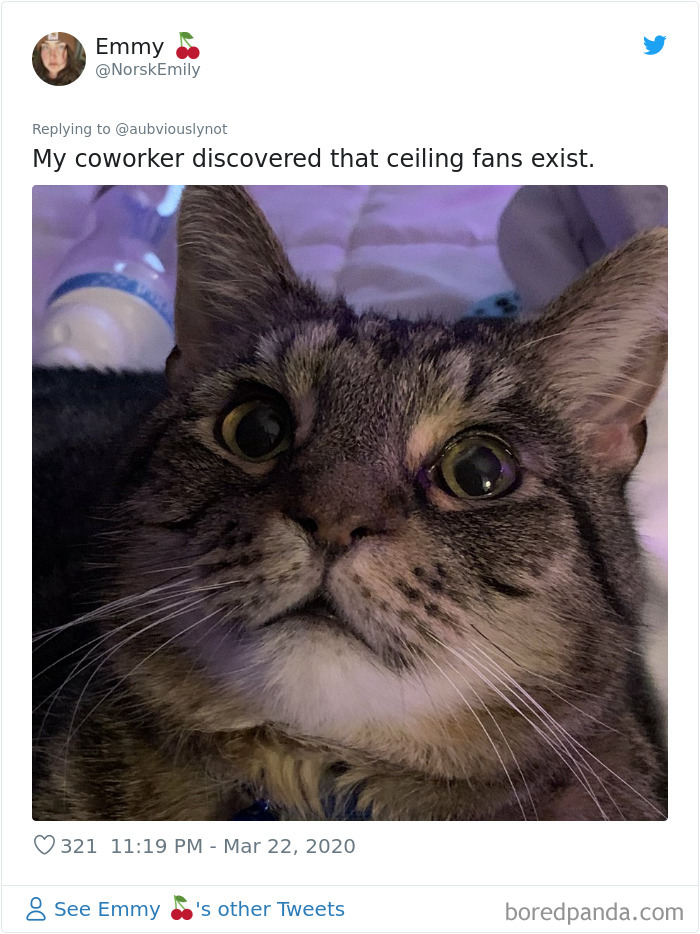 Working-From-Home-Quarantine-Pet-Co-Worker-Photos