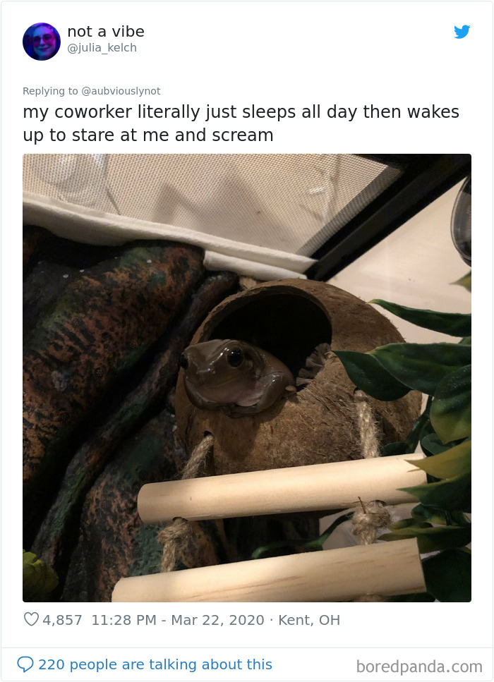 Working-From-Home-Quarantine-Pet-Co-Worker-Photos