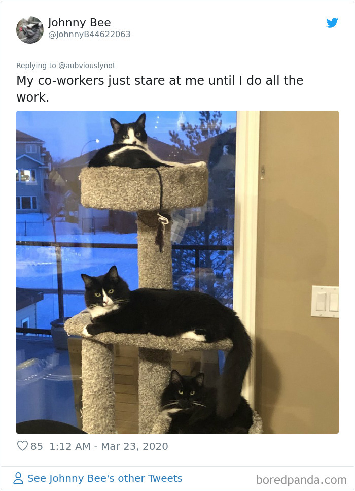 Working-From-Home-Quarantine-Pet-Co-Worker-Photos