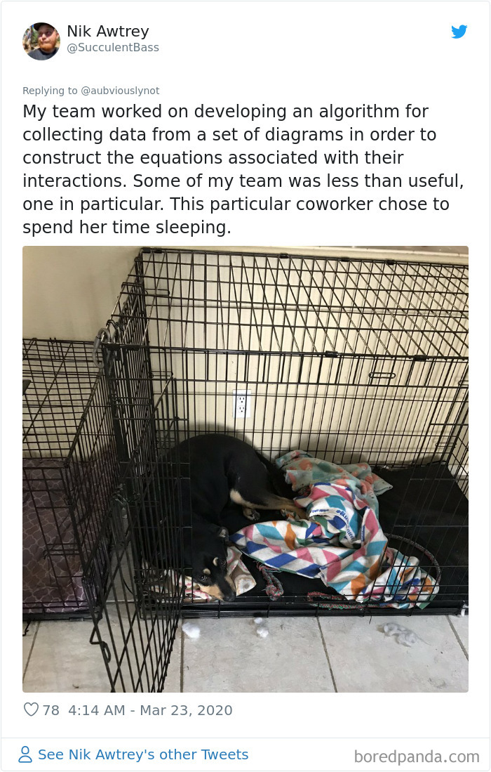 Working-From-Home-Quarantine-Pet-Co-Worker-Photos