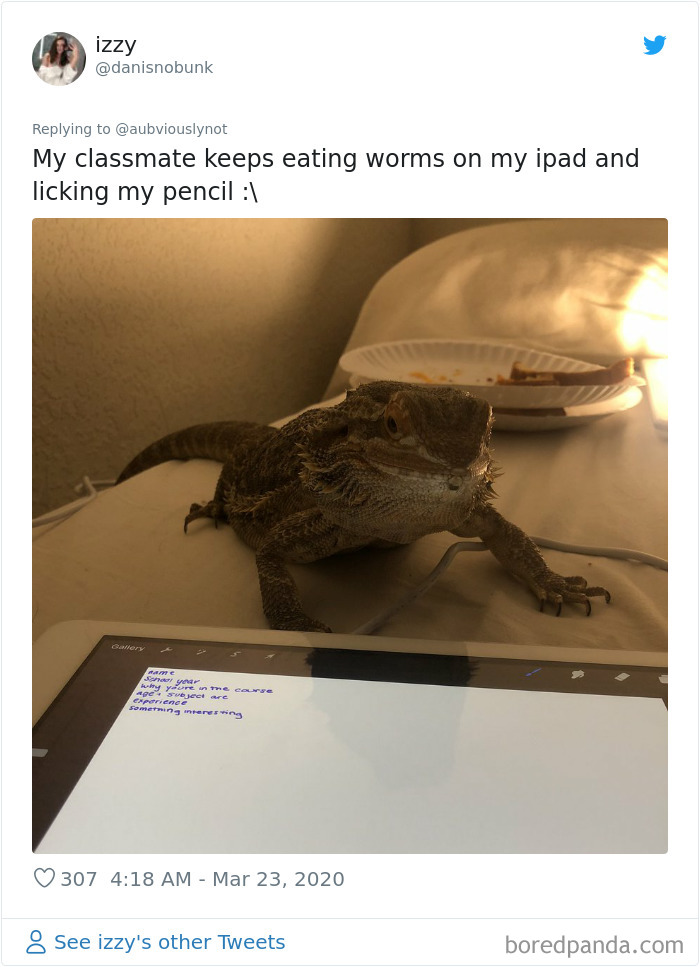 Working-From-Home-Quarantine-Pet-Co-Worker-Photos