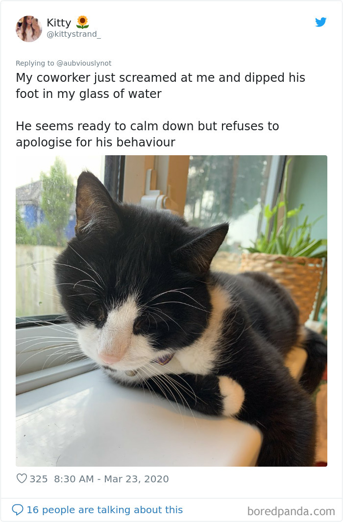 Working-From-Home-Quarantine-Pet-Co-Worker-Photos