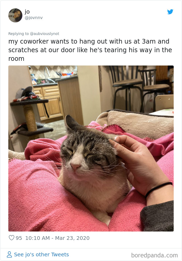 Working-From-Home-Quarantine-Pet-Co-Worker-Photos