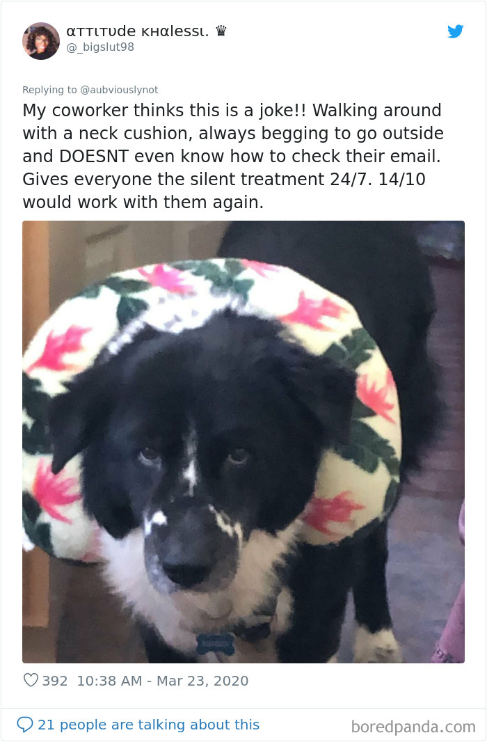 Working-From-Home-Quarantine-Pet-Co-Worker-Photos