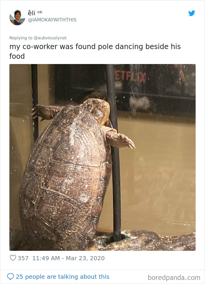 Working-From-Home-Quarantine-Pet-Co-Worker-Photos