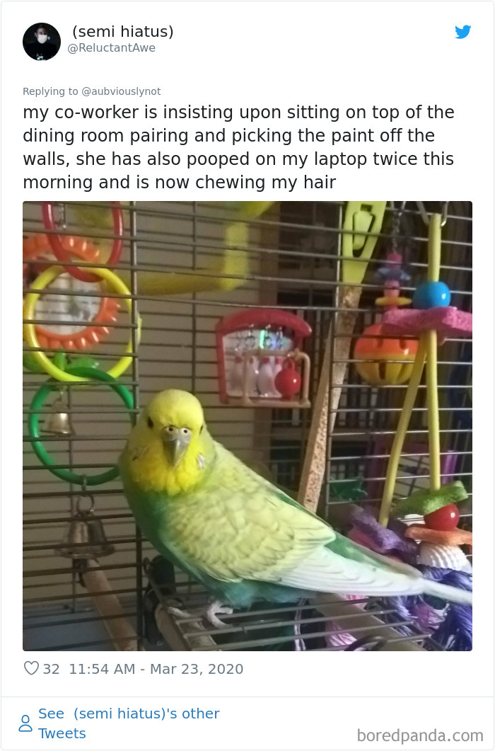 Working-From-Home-Quarantine-Pet-Co-Worker-Photos