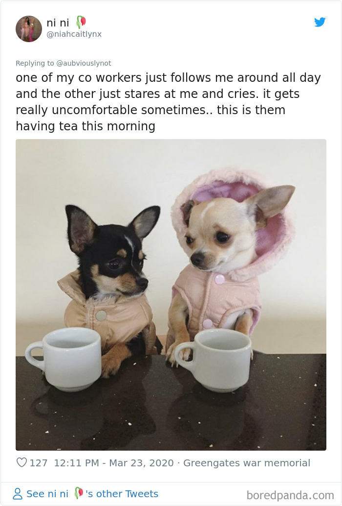 Working-From-Home-Quarantine-Pet-Co-Worker-Photos