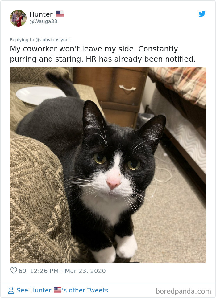 Working-From-Home-Quarantine-Pet-Co-Worker-Photos