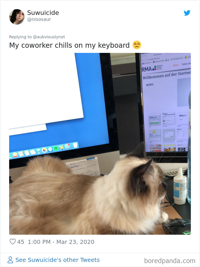 Working-From-Home-Quarantine-Pet-Co-Worker-Photos