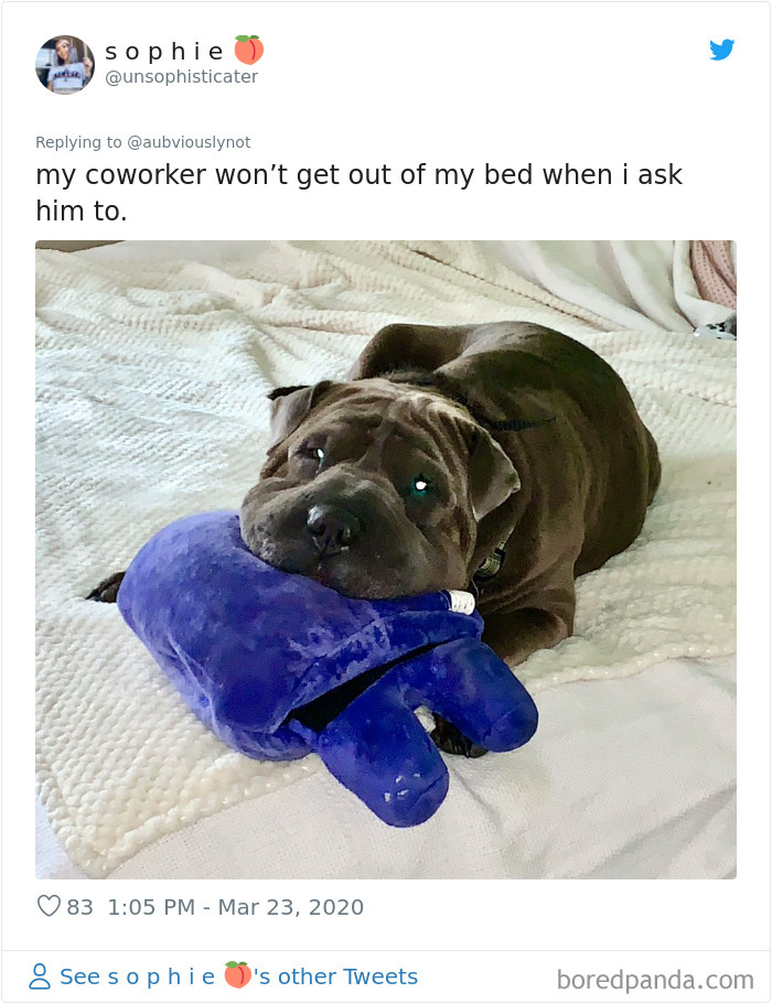 Working-From-Home-Quarantine-Pet-Co-Worker-Photos