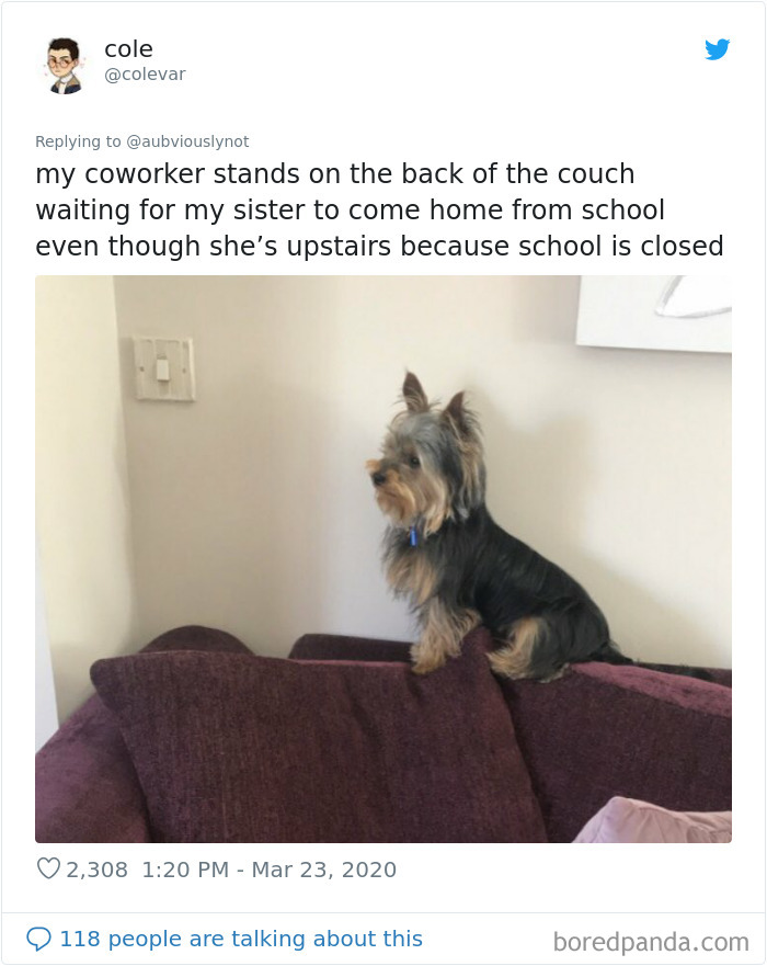 Working-From-Home-Quarantine-Pet-Co-Worker-Photos