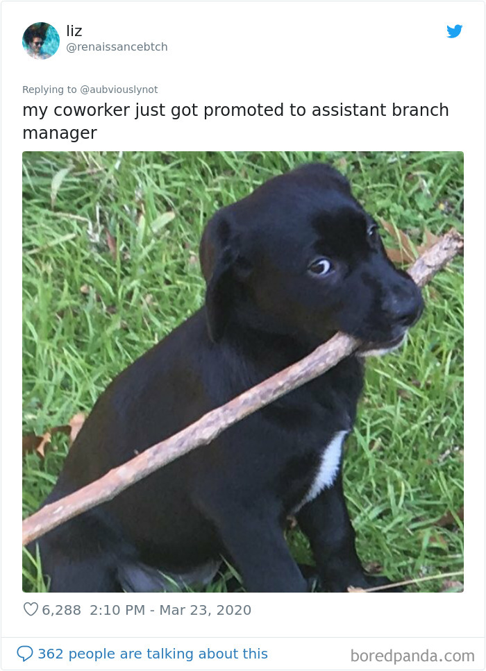 Working-From-Home-Quarantine-Pet-Co-Worker-Photos