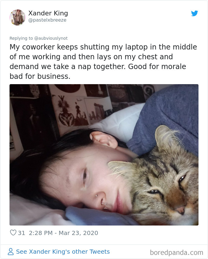 Working-From-Home-Quarantine-Pet-Co-Worker-Photos