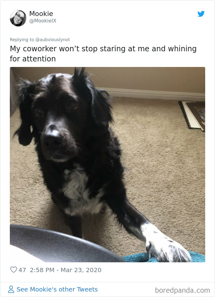 Working-From-Home-Quarantine-Pet-Co-Worker-Photos