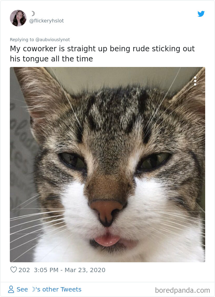 Working-From-Home-Quarantine-Pet-Co-Worker-Photos