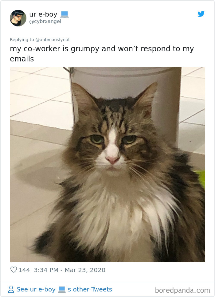 Working-From-Home-Quarantine-Pet-Co-Worker-Photos