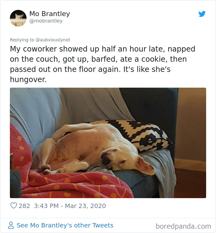 Working-From-Home-Quarantine-Pet-Co-Worker-Photos