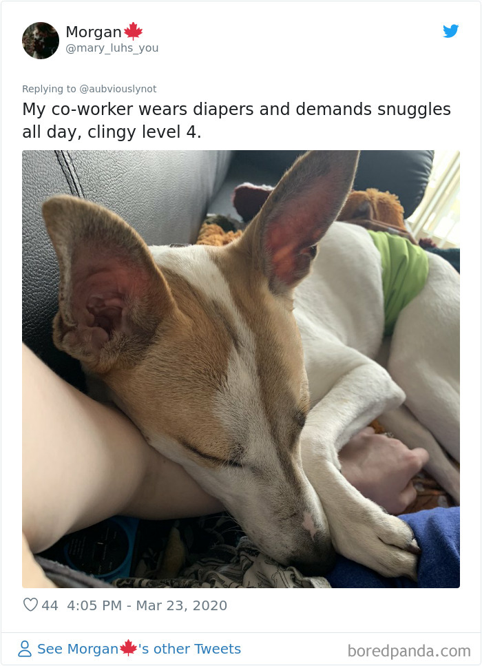 Working-From-Home-Quarantine-Pet-Co-Worker-Photos