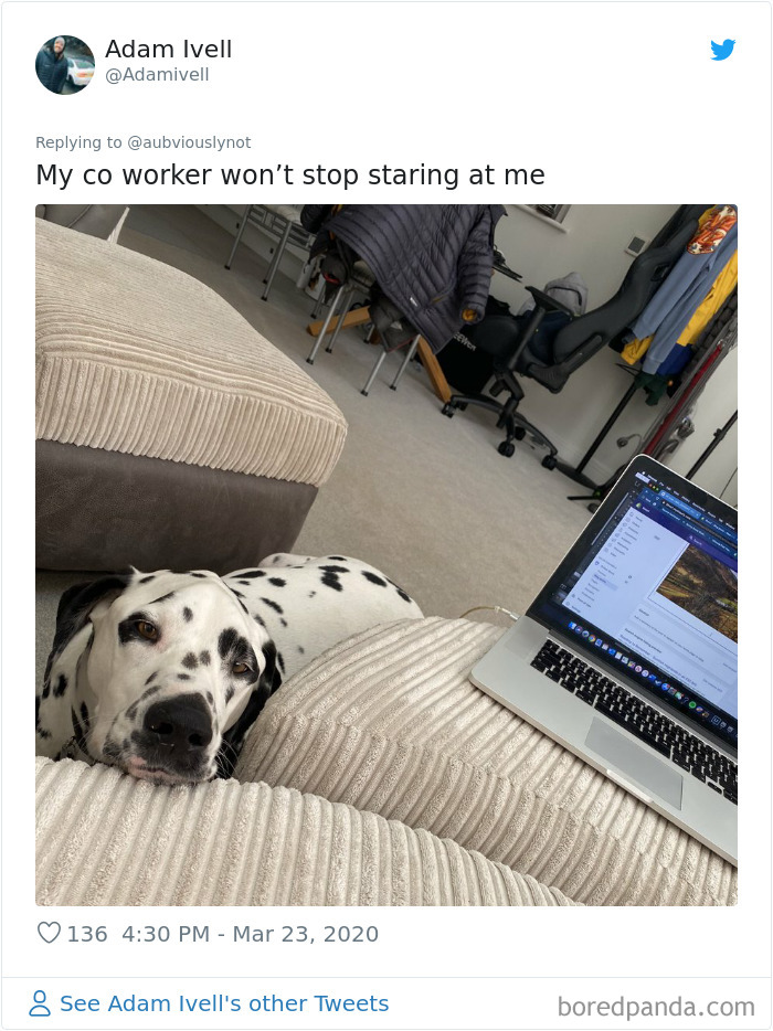 Working-From-Home-Quarantine-Pet-Co-Worker-Photos