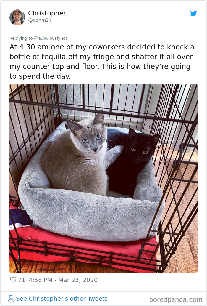 Working-From-Home-Quarantine-Pet-Co-Worker-Photos