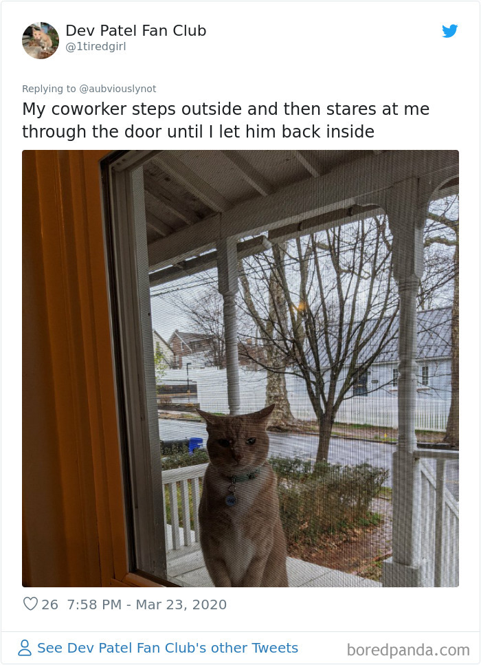 Working-From-Home-Quarantine-Pet-Co-Worker-Photos