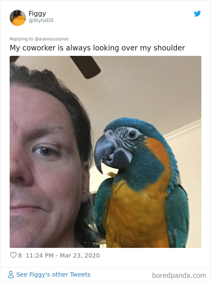 Working-From-Home-Quarantine-Pet-Co-Worker-Photos