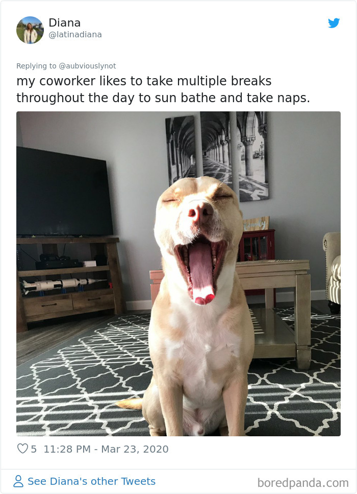 Working-From-Home-Quarantine-Pet-Co-Worker-Photos