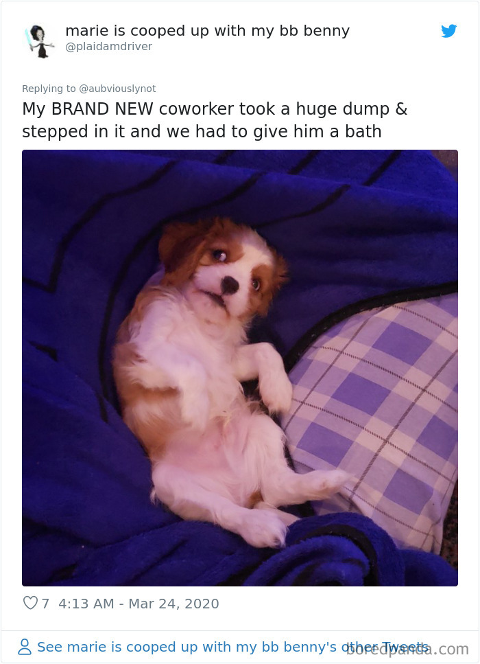 Working-From-Home-Quarantine-Pet-Co-Worker-Photos