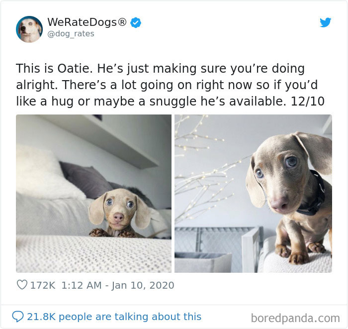 We Rate Dogs