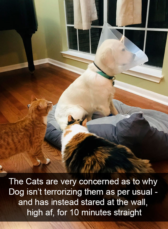 Cat-Snapchat-Funny