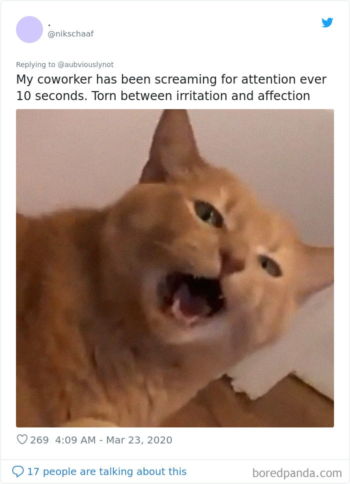 Working-From-Home-Quarantine-Pet-Co-Worker-Photos