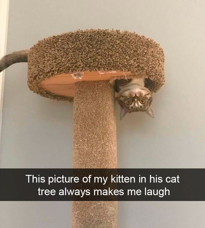 Cat-Snapchat-Funny