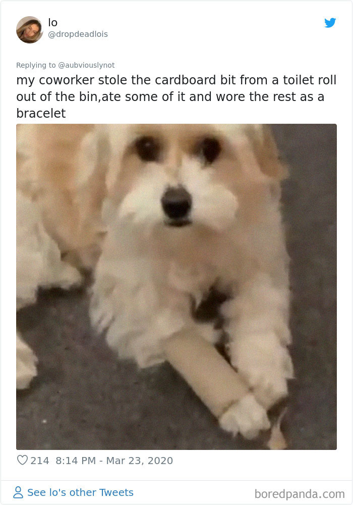 Working-From-Home-Quarantine-Pet-Co-Worker-Photos