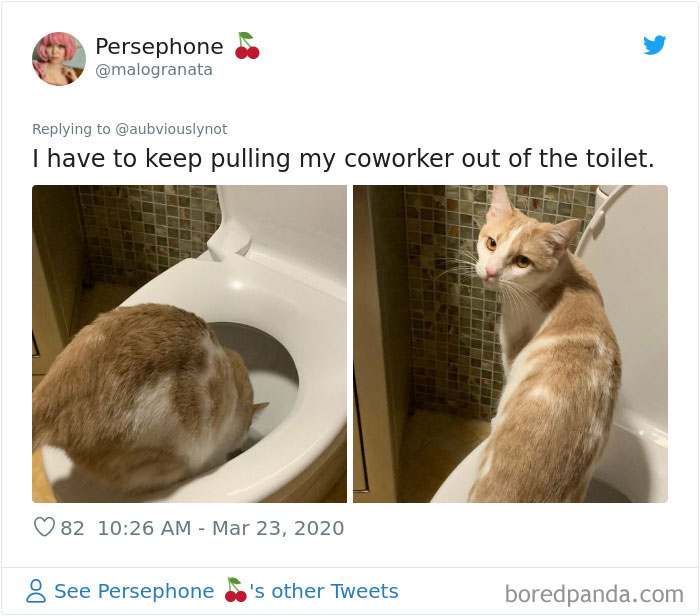 Working-From-Home-Quarantine-Pet-Co-Worker-Photos